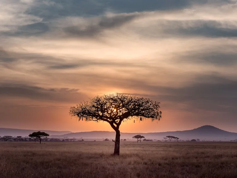 A lone acacia tree silhouetted against a dramatic golden and red sunset on the Serengeti plains in Tanzania